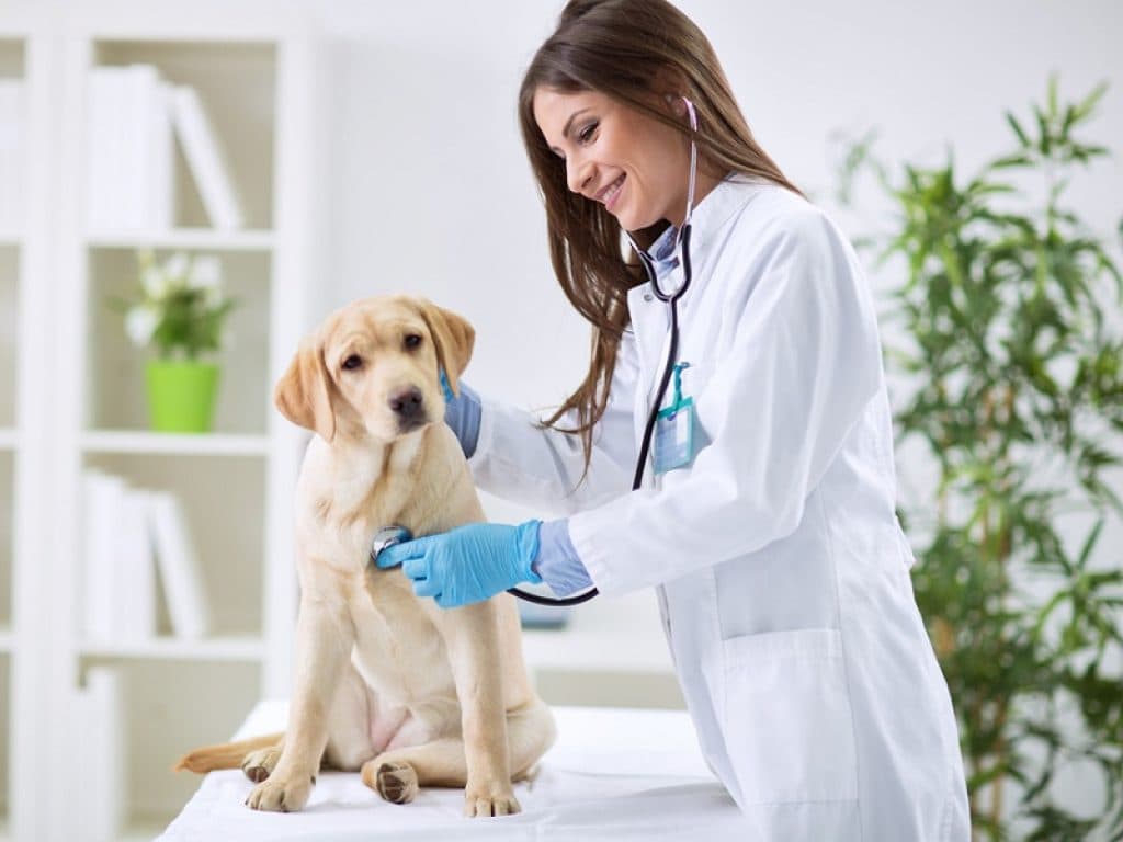 Veterinaria durante una visita con un cane